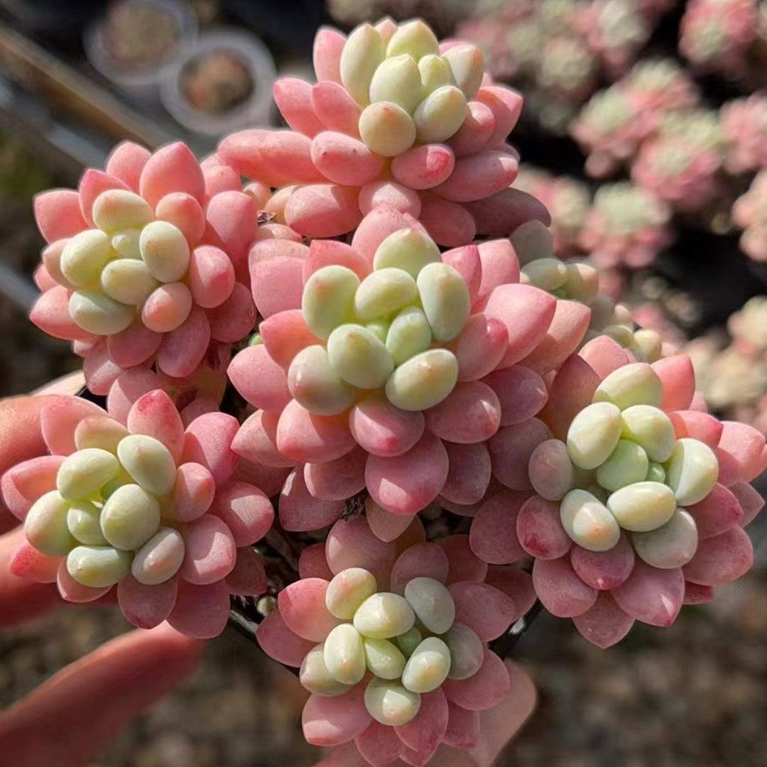 Pachyphytum‘caviar' 90mm cluster