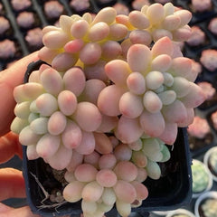 Pachyphytum‘caviar' 90mm cluster