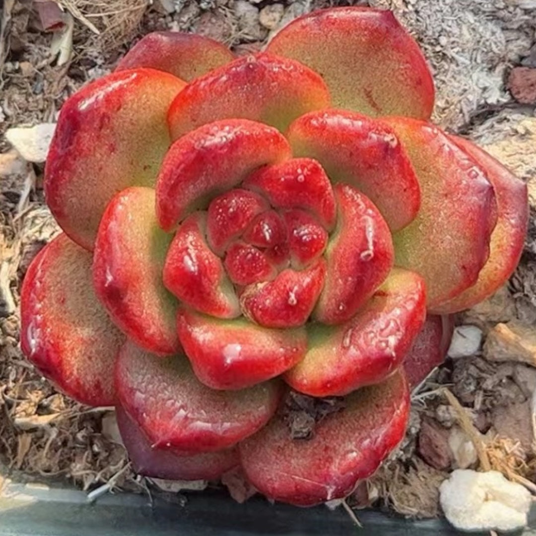 Echeveria TM 65mm single