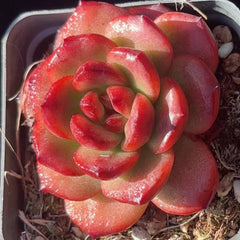 Echeveria TM 65mm single