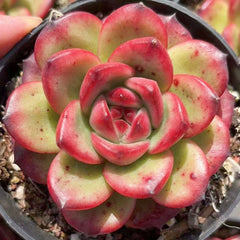 Echeveria TM 65mm single