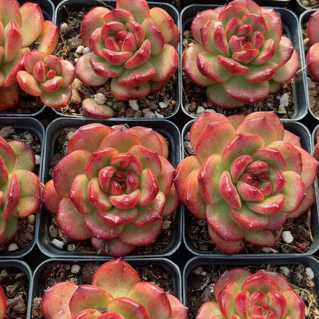 Echeveria TM 65mm single