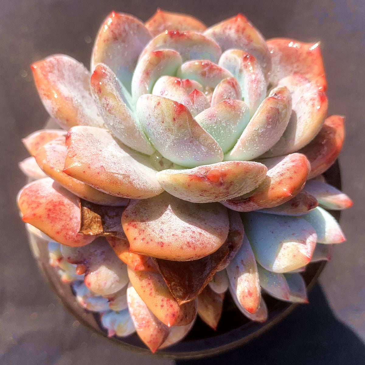 Echeveria‘Starry Shadow’90mm cluster