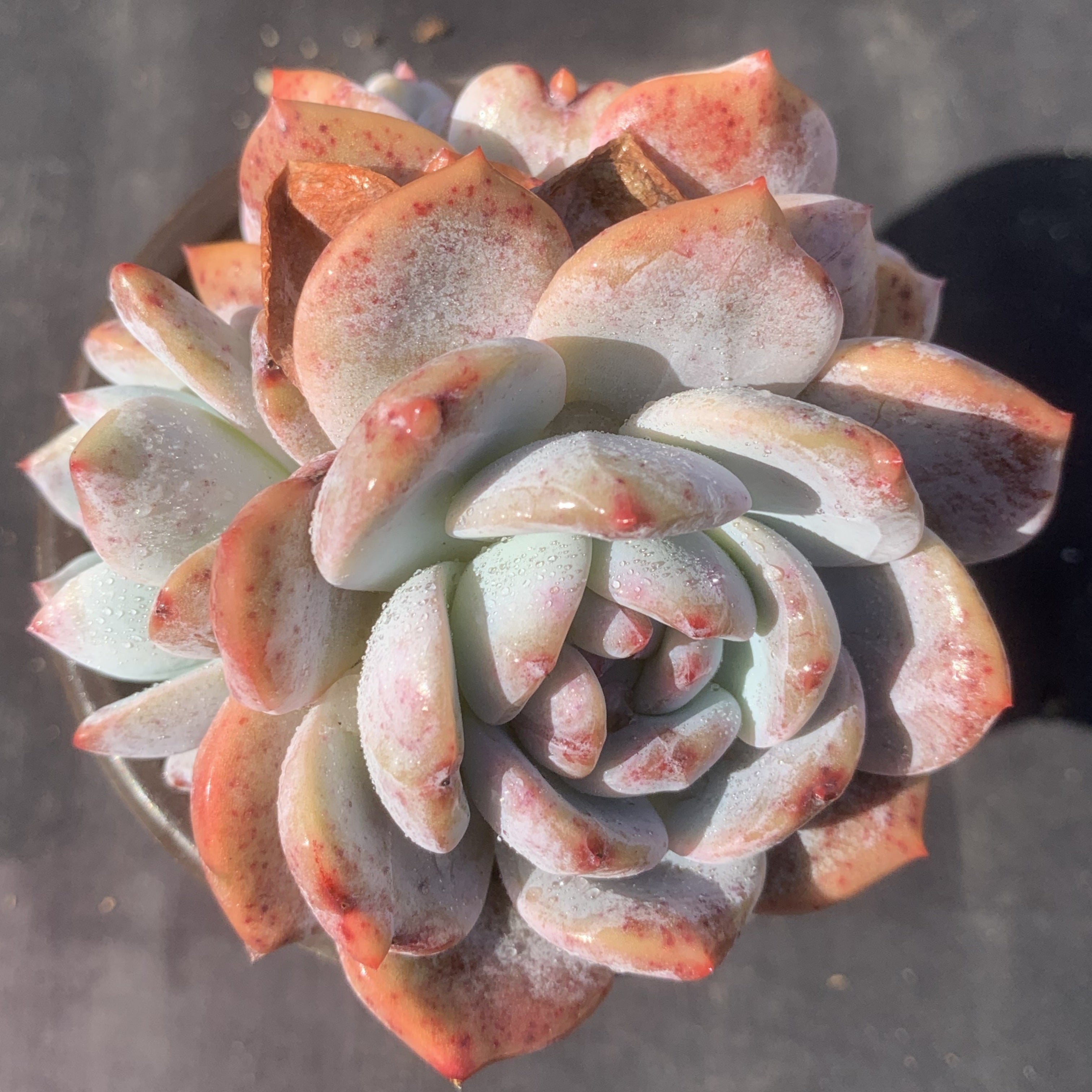 Echeveria‘Starry Shadow’90mm cluster