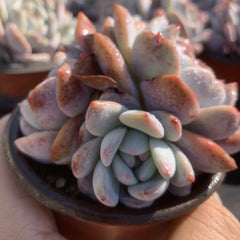 Echeveria‘Starry Shadow’90mm cluster