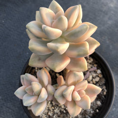 Pachyphytum 'Apricot Beauty'variegated 90mm cluster