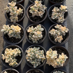 Pachyphytum 'Apricot Beauty'variegated 90mm cluster