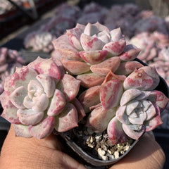 Echeveria'Pink Point'60mm cluster
