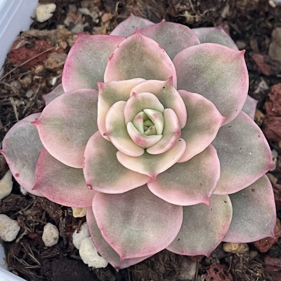 Echeveria ‘Rolly’variegated 90mm single