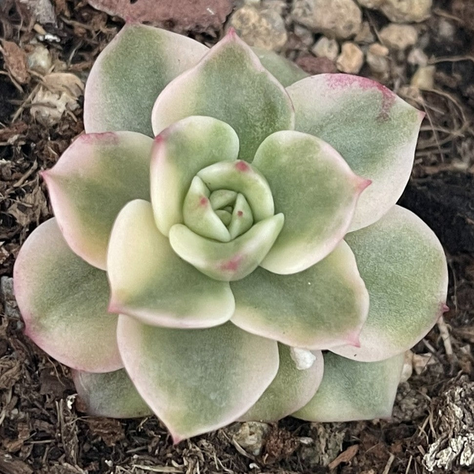 Echeveria ‘Rolly’variegated 90mm single