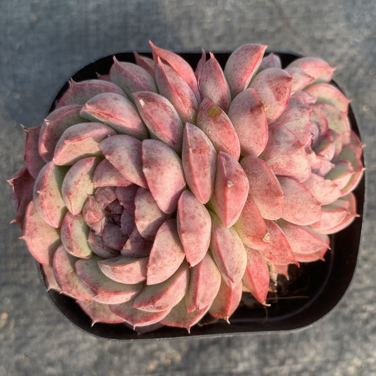 Echeveria 'Red hole'65mm double