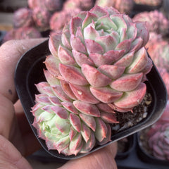 Echeveria 'Red hole'65mm double