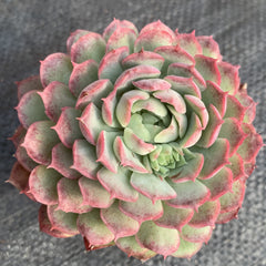 Echeveria 'Red hole'90mm single