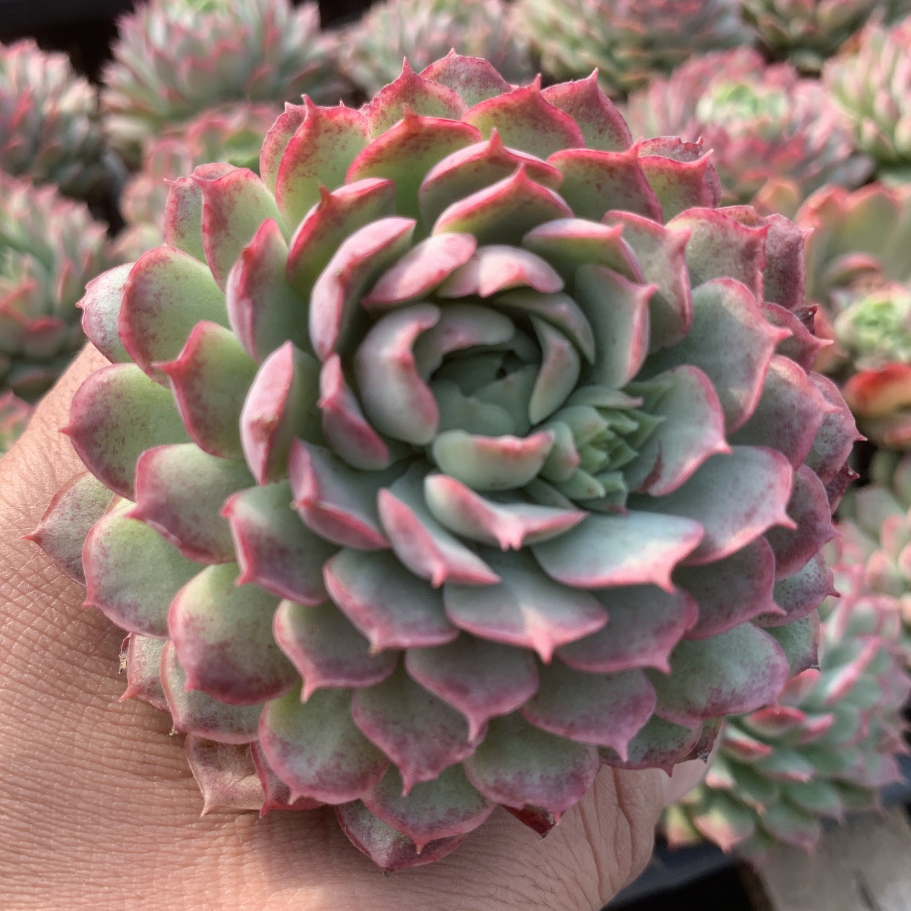 Echeveria 'Red hole'90mm single