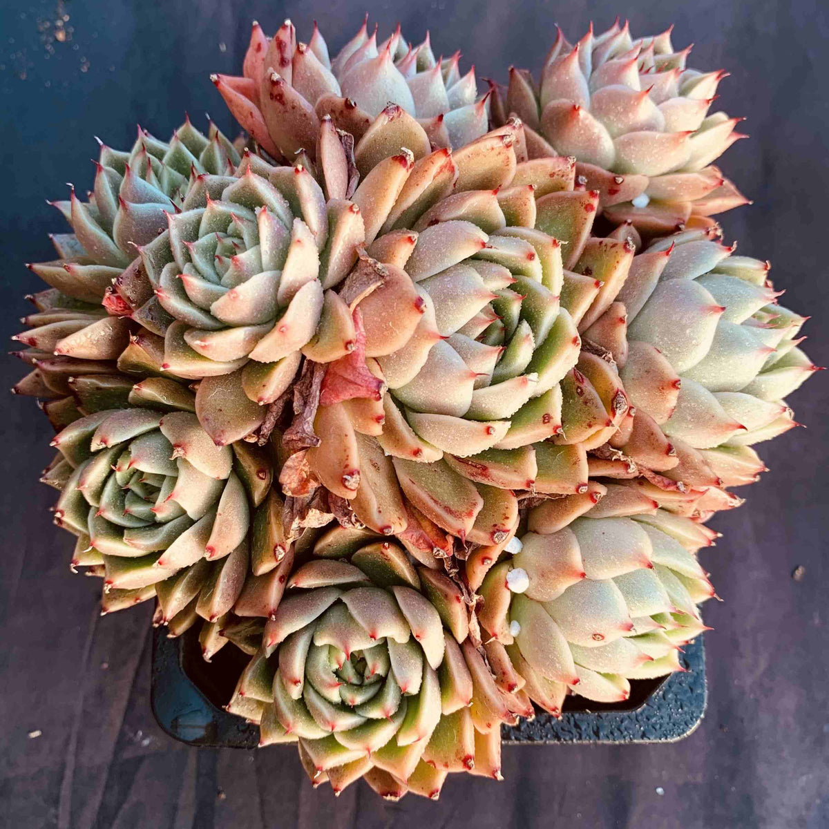 Echeveria'green pepper'130mm cluster