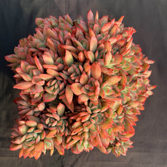 Echeveria Luella crested 130mm