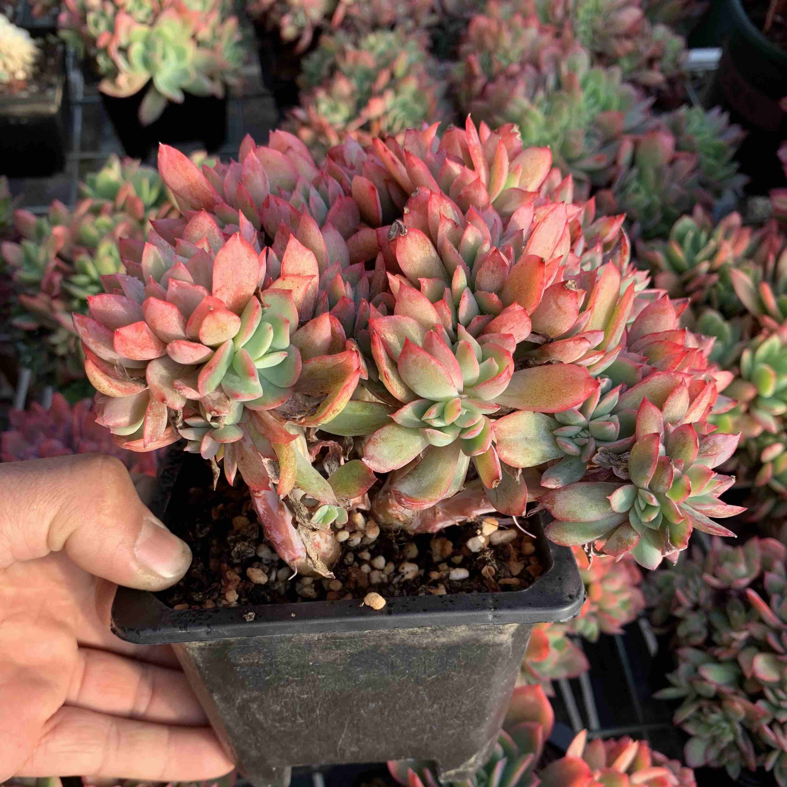 Echeveria Luella crested 130mm