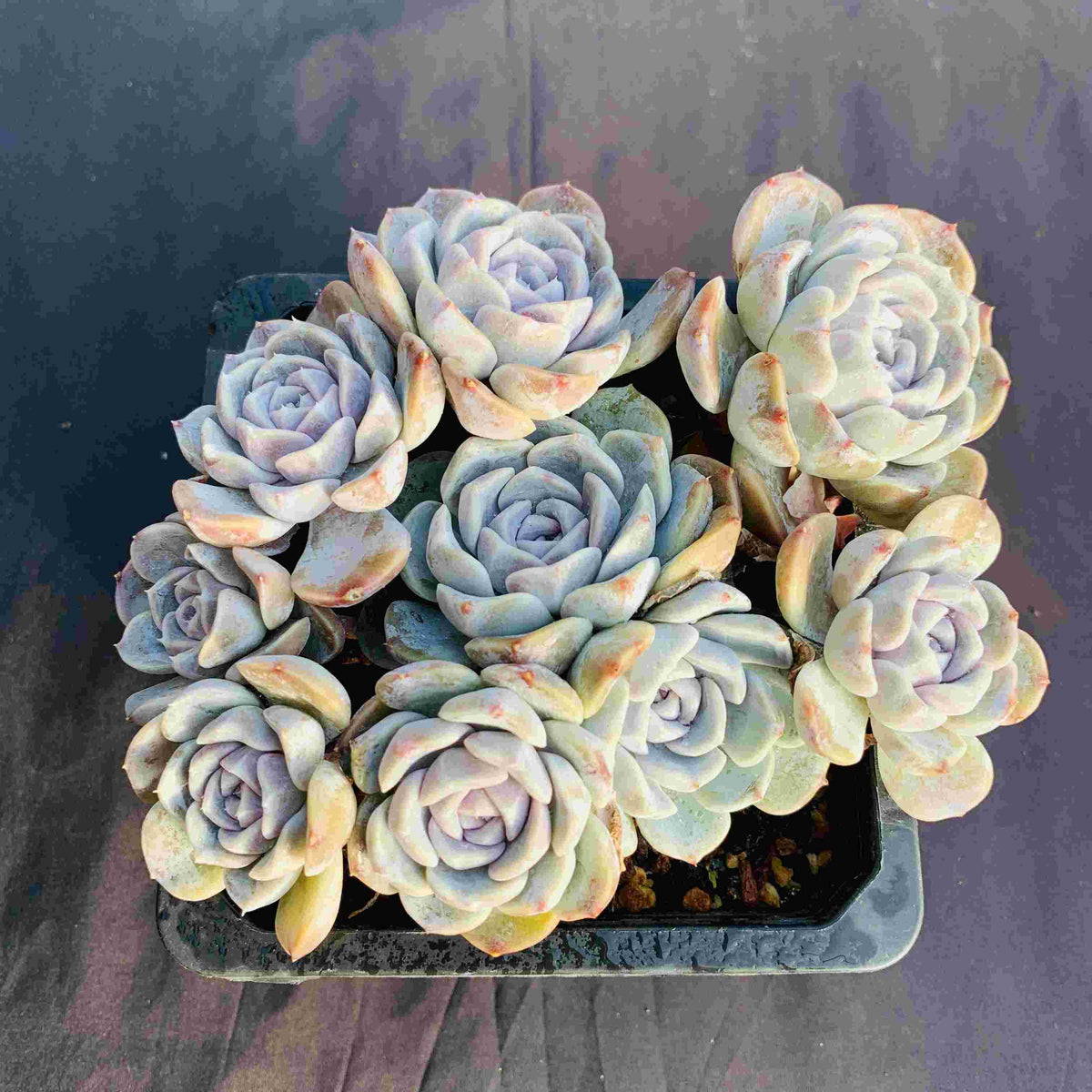 Echeveria 'Tynie Burger'130mm cluster