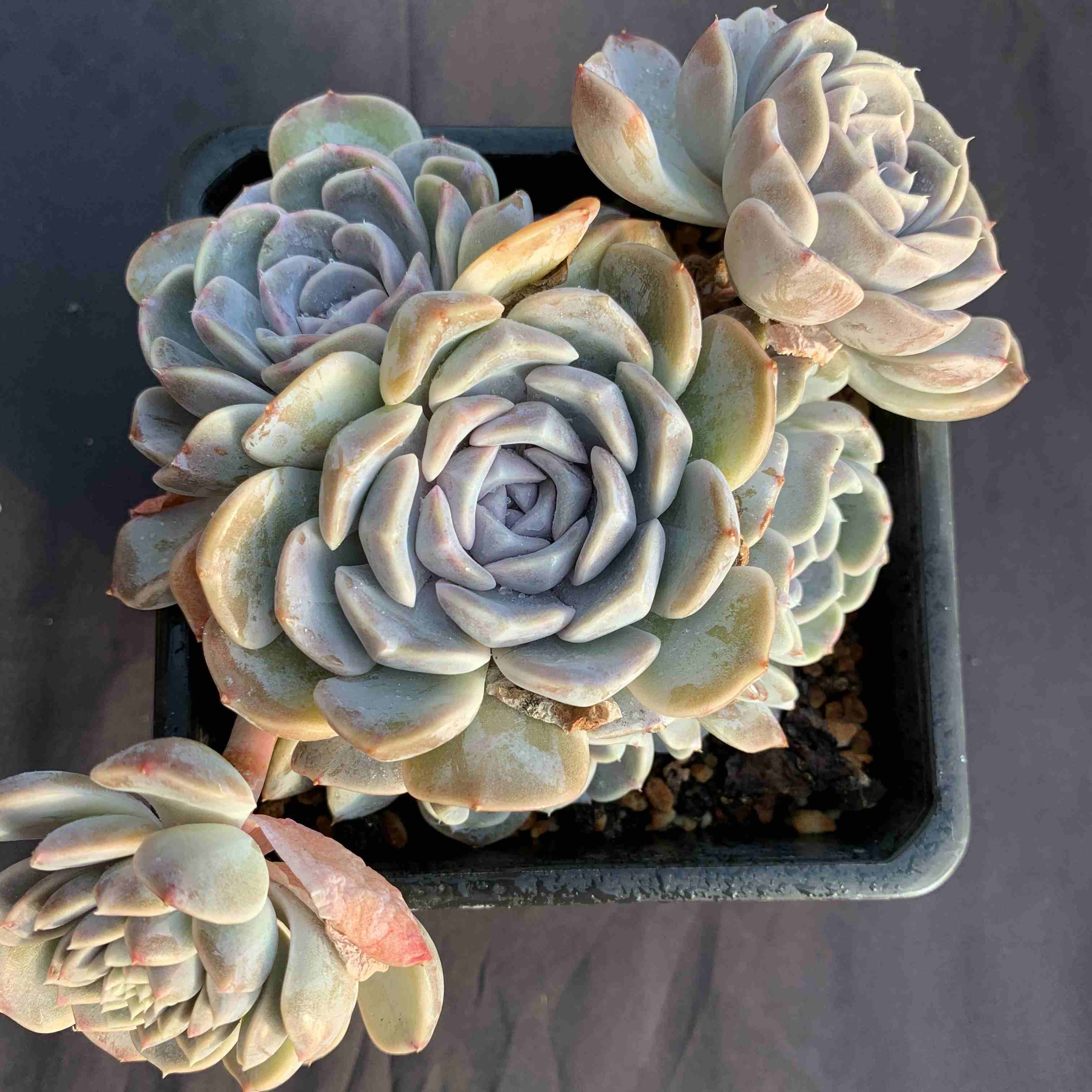 Echeveria 'Tynie Burger'130mm cluster