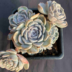 Echeveria 'Tynie Burger'130mm cluster