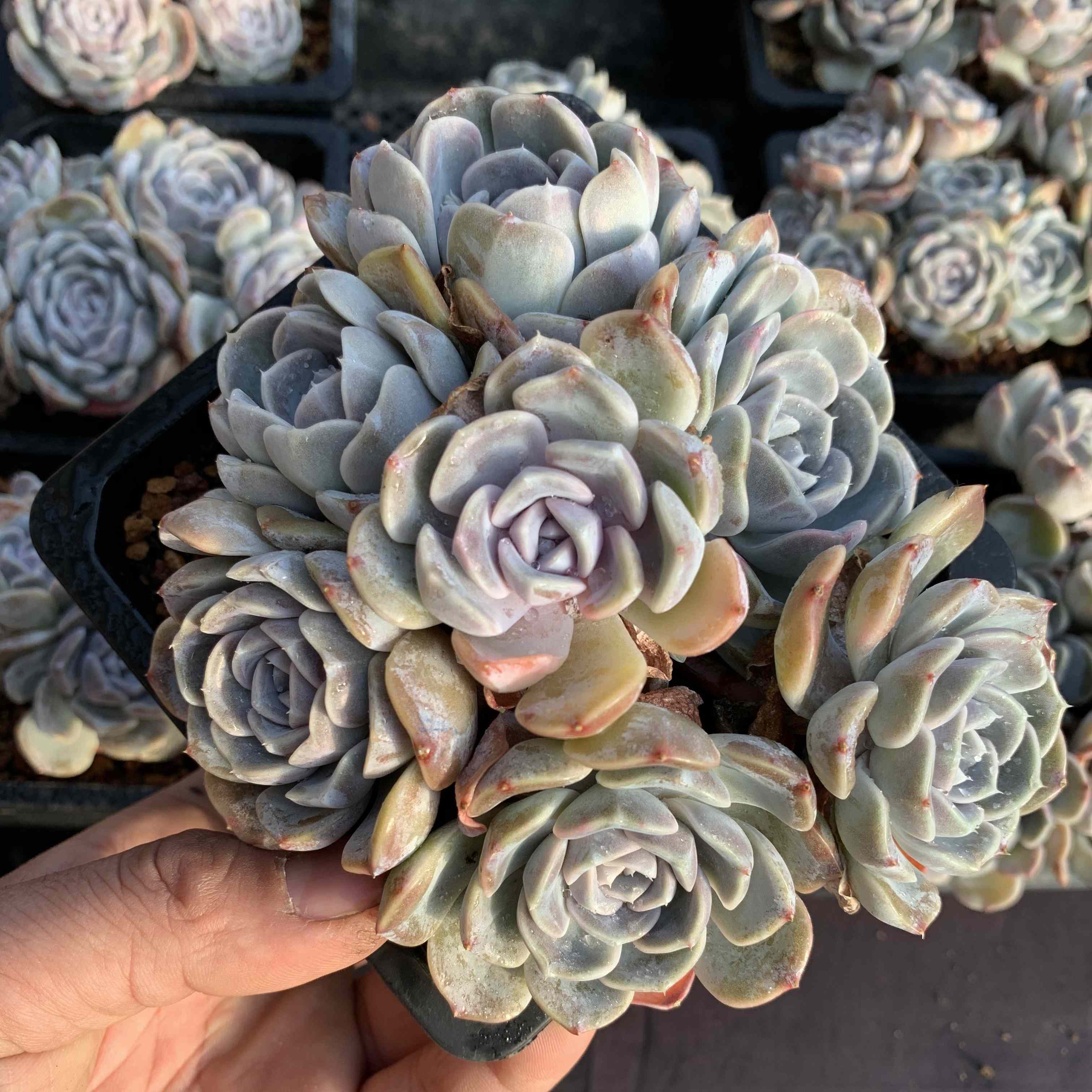 Echeveria 'Tynie Burger'130mm cluster