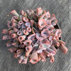 Echeveria'Magic flute'65mm cluster