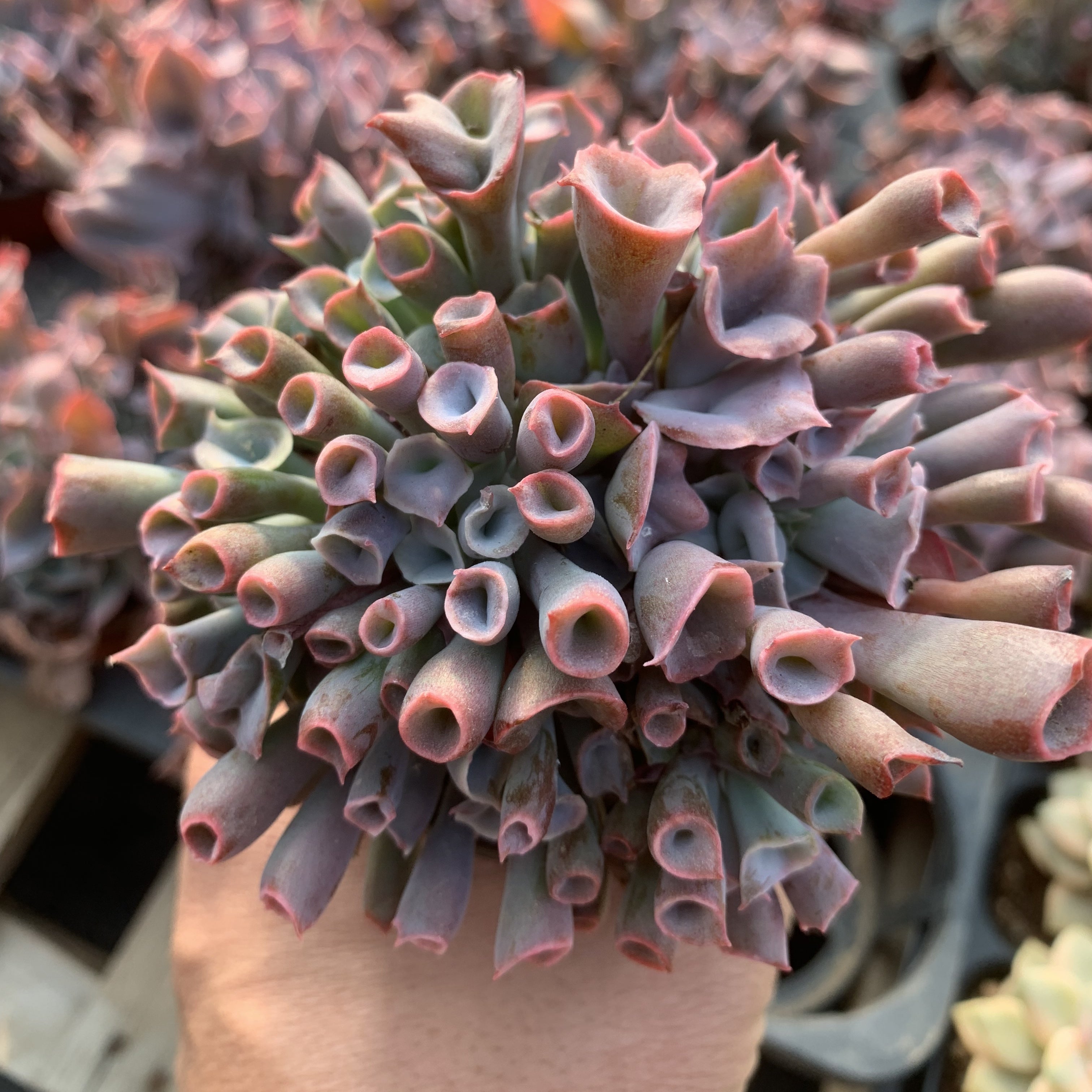 Echeveria'Magic flute'65mm cluster