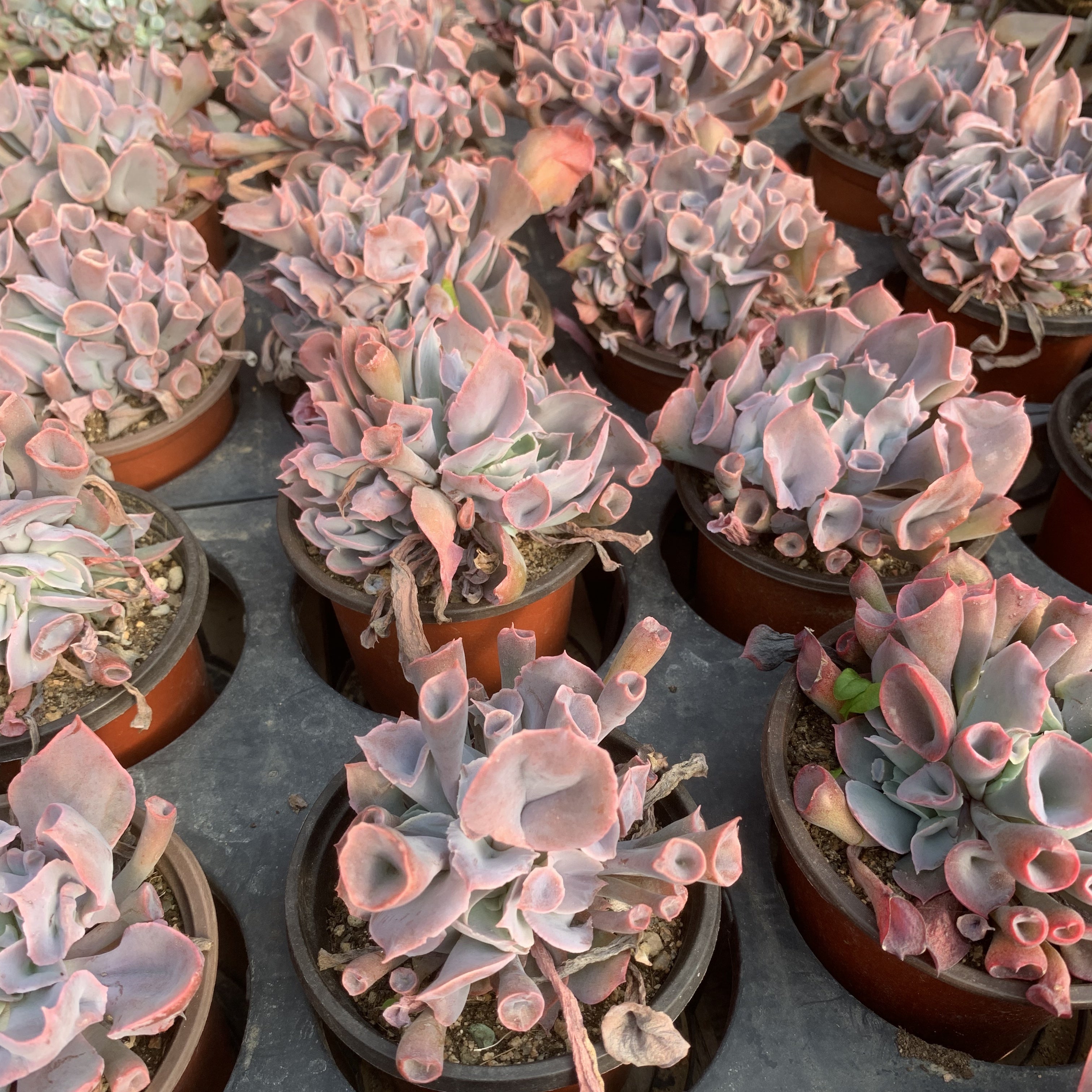 Echeveria'Magic flute'65mm cluster