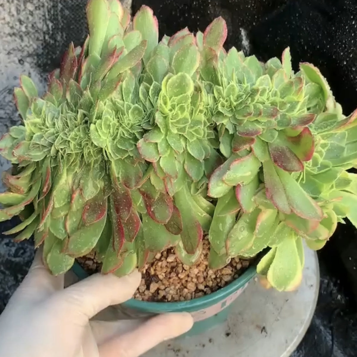 Aeonium ‘milky white’variegated crested 150mm
