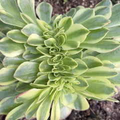 Aeonium ‘milky white’variegated crested 150mm