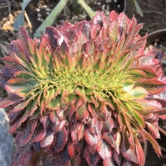 Aeonium ‘Zhurong’（god of fire）crested 150mm