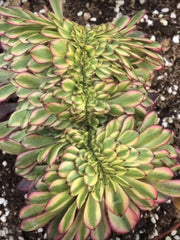 Aeonium ‘Zhurong’（god of fire）crested 150mm