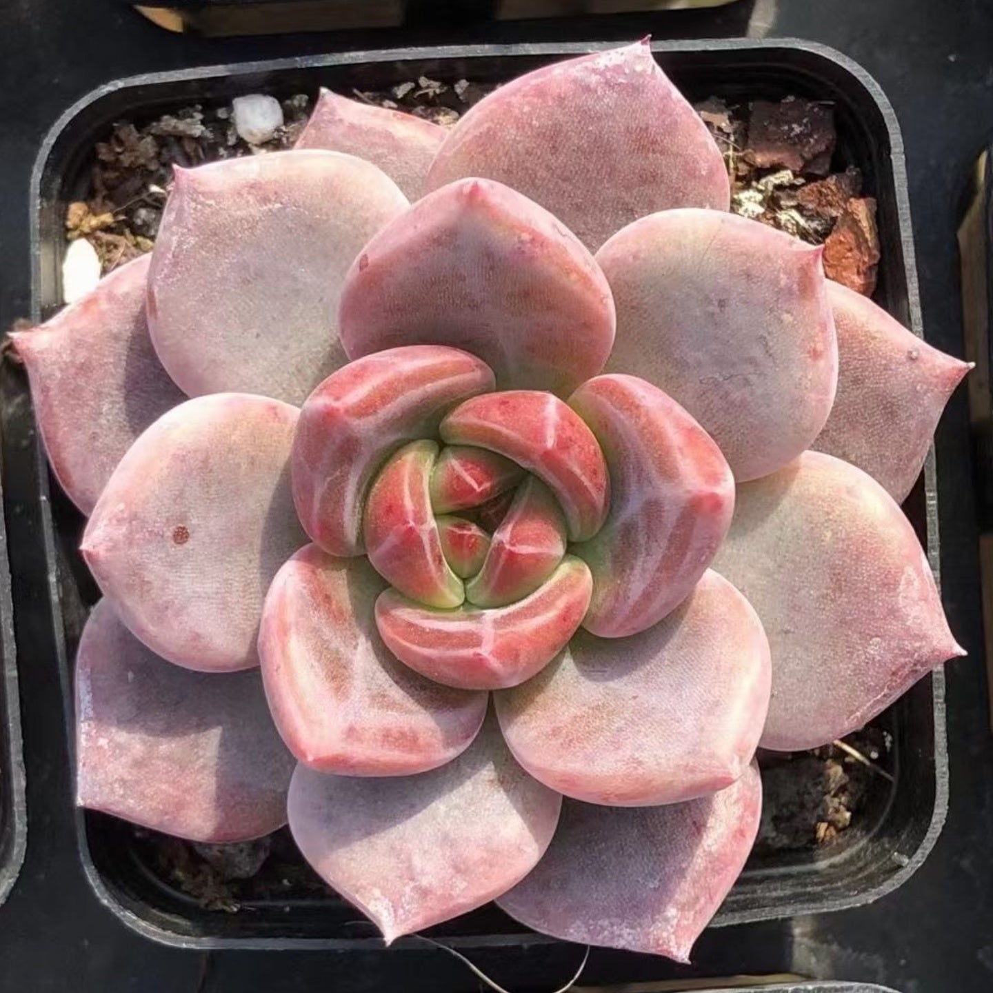 Echeveria‘snow Champagne’65mm single