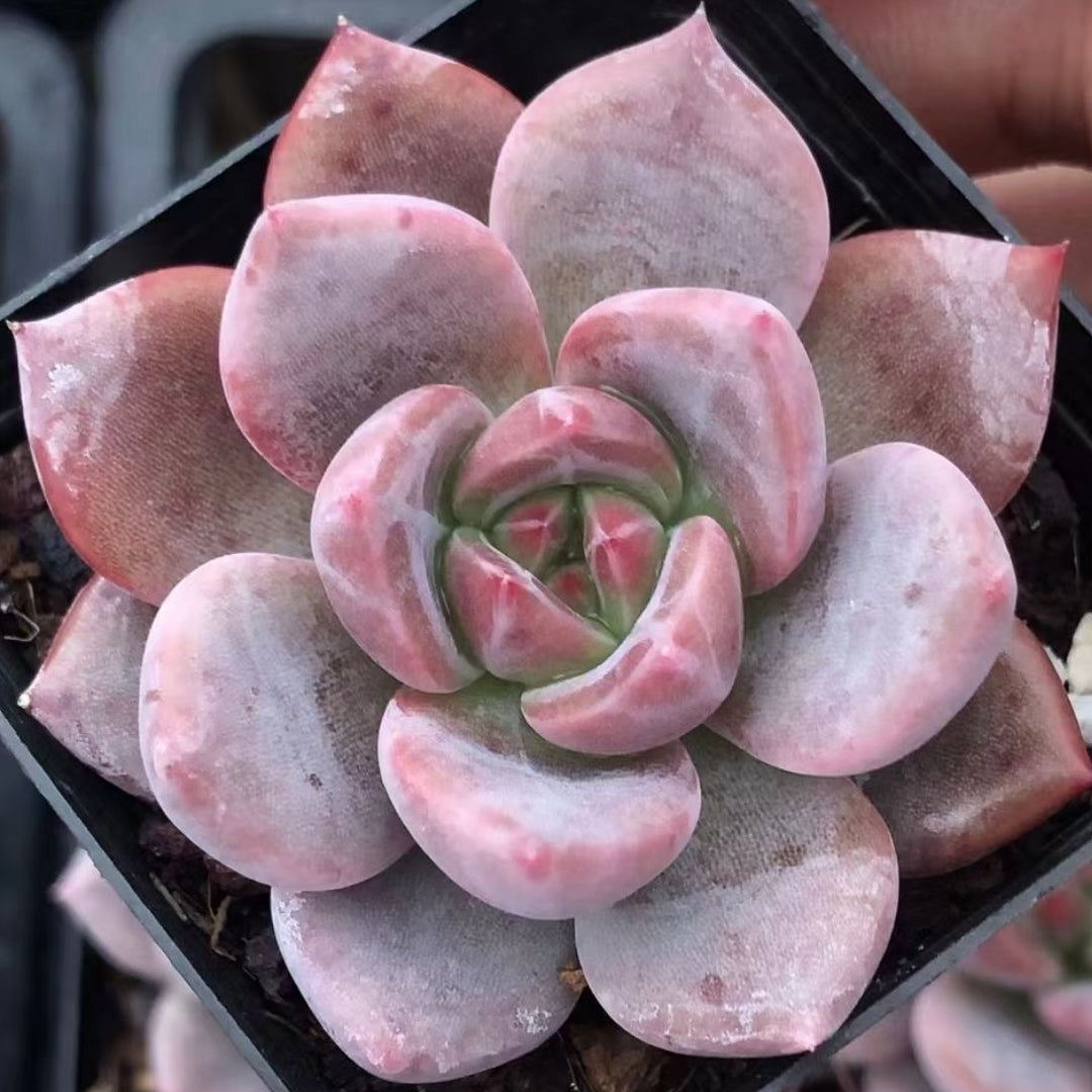 Echeveria‘snow Champagne’65mm single