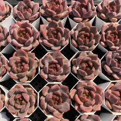 Echeveria‘snow Champagne’65mm single