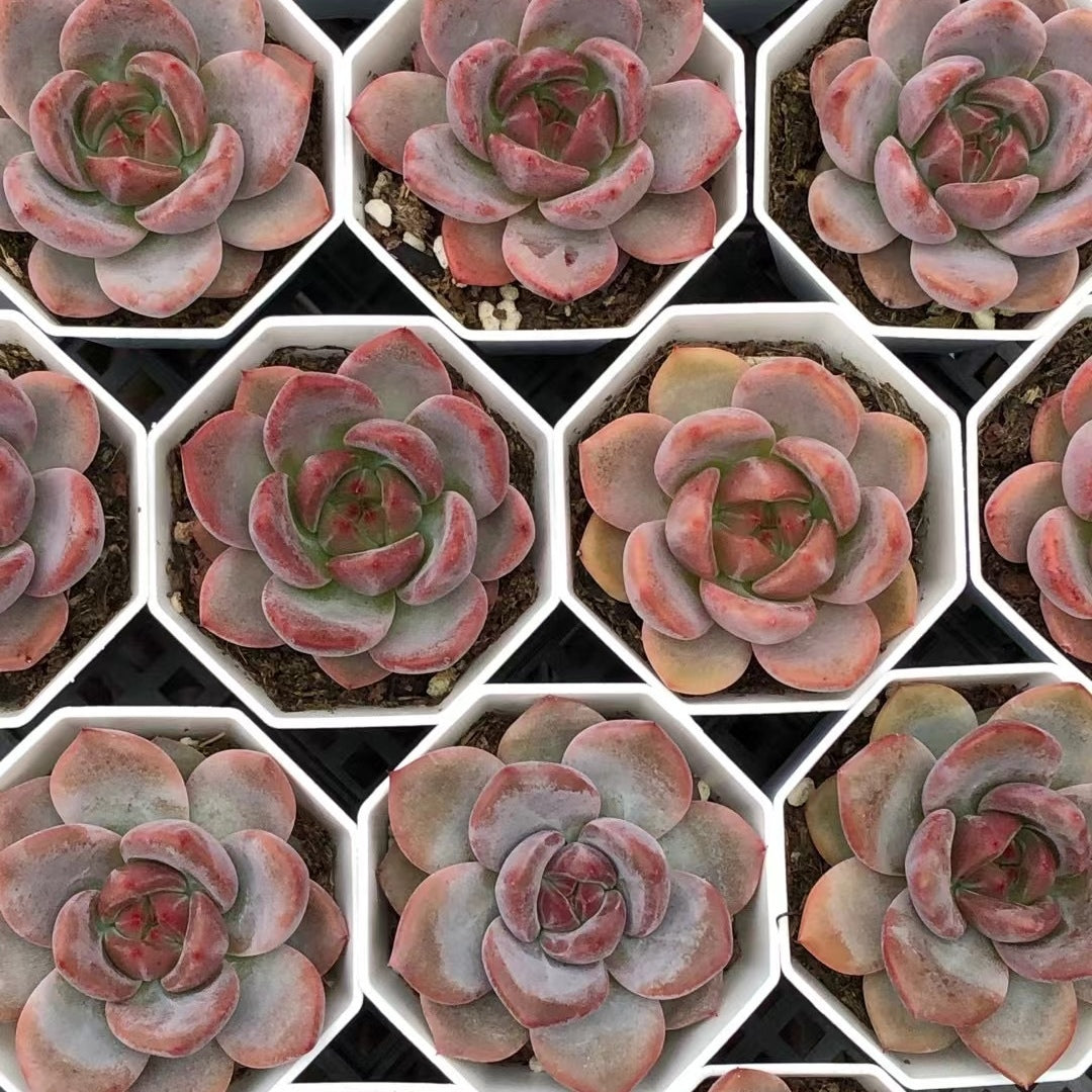 Echeveria‘snow Champagne’65mm single