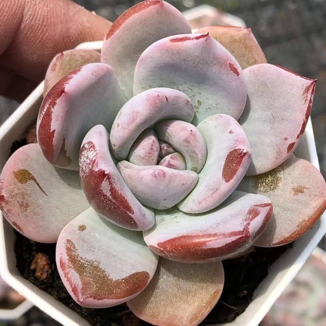 Echeveria‘honey peach’65mm single