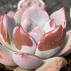 Echeveria‘honey peach’65mm single