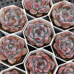 Echeveria‘honey peach’65mm single