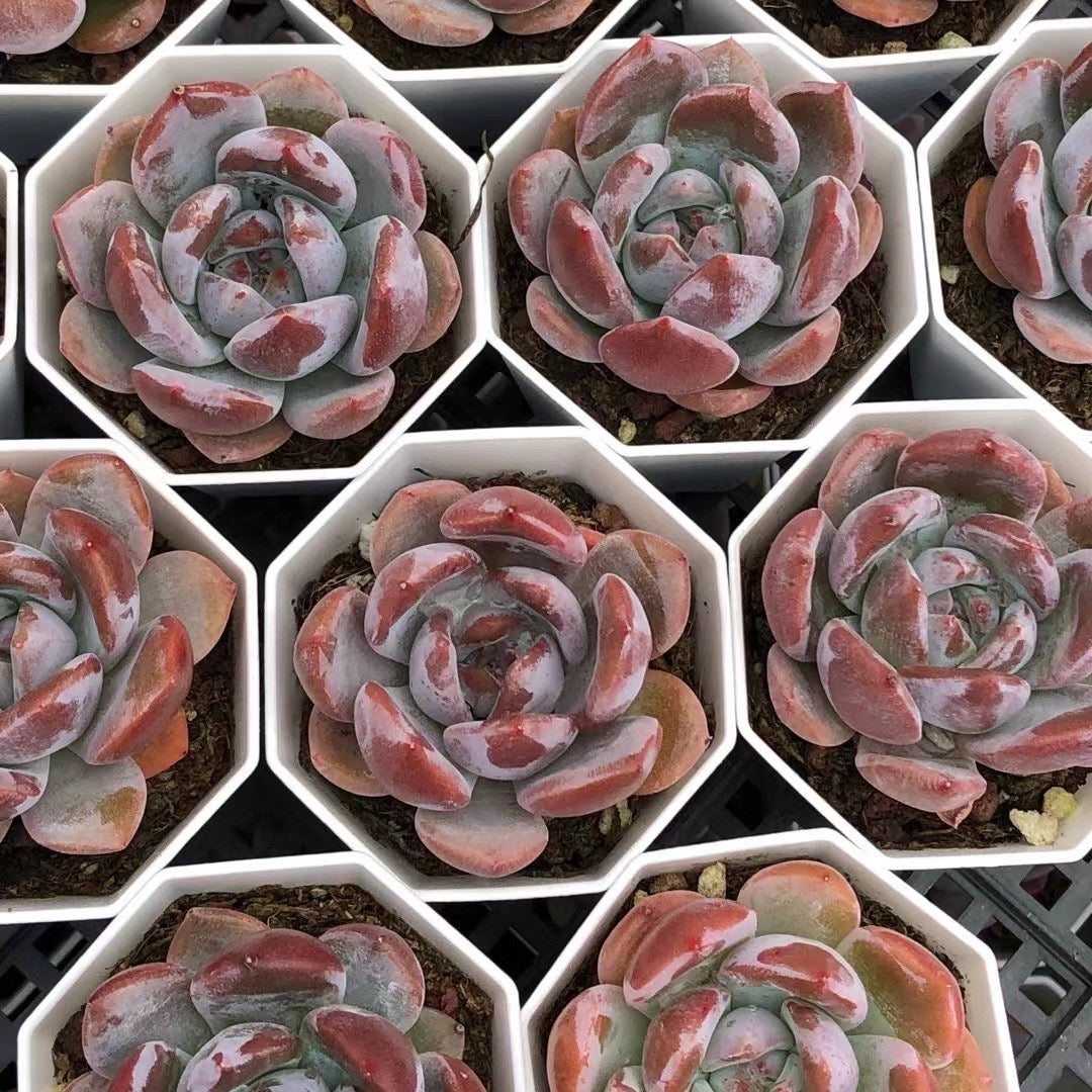 Echeveria‘honey peach’65mm single