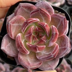 Echeveria Daredevil 65mm single