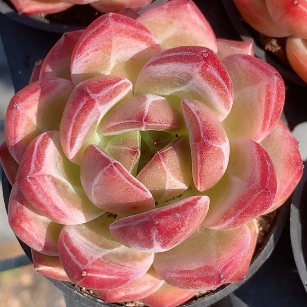 Echeveria Daredevil 65mm single