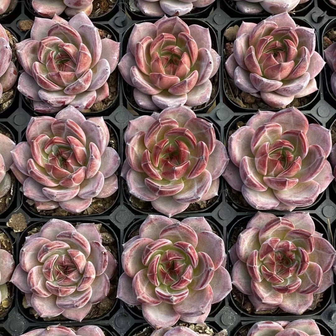 Echeveria Daredevil 65mm single