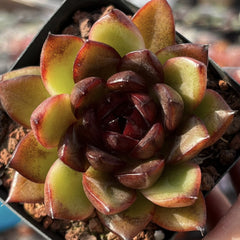 Echeveria‘Black rose’ 65mm single