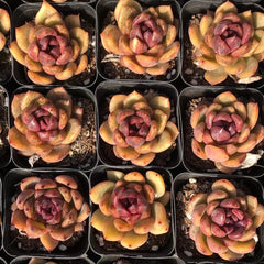 Echeveria‘Black rose’ 65mm single