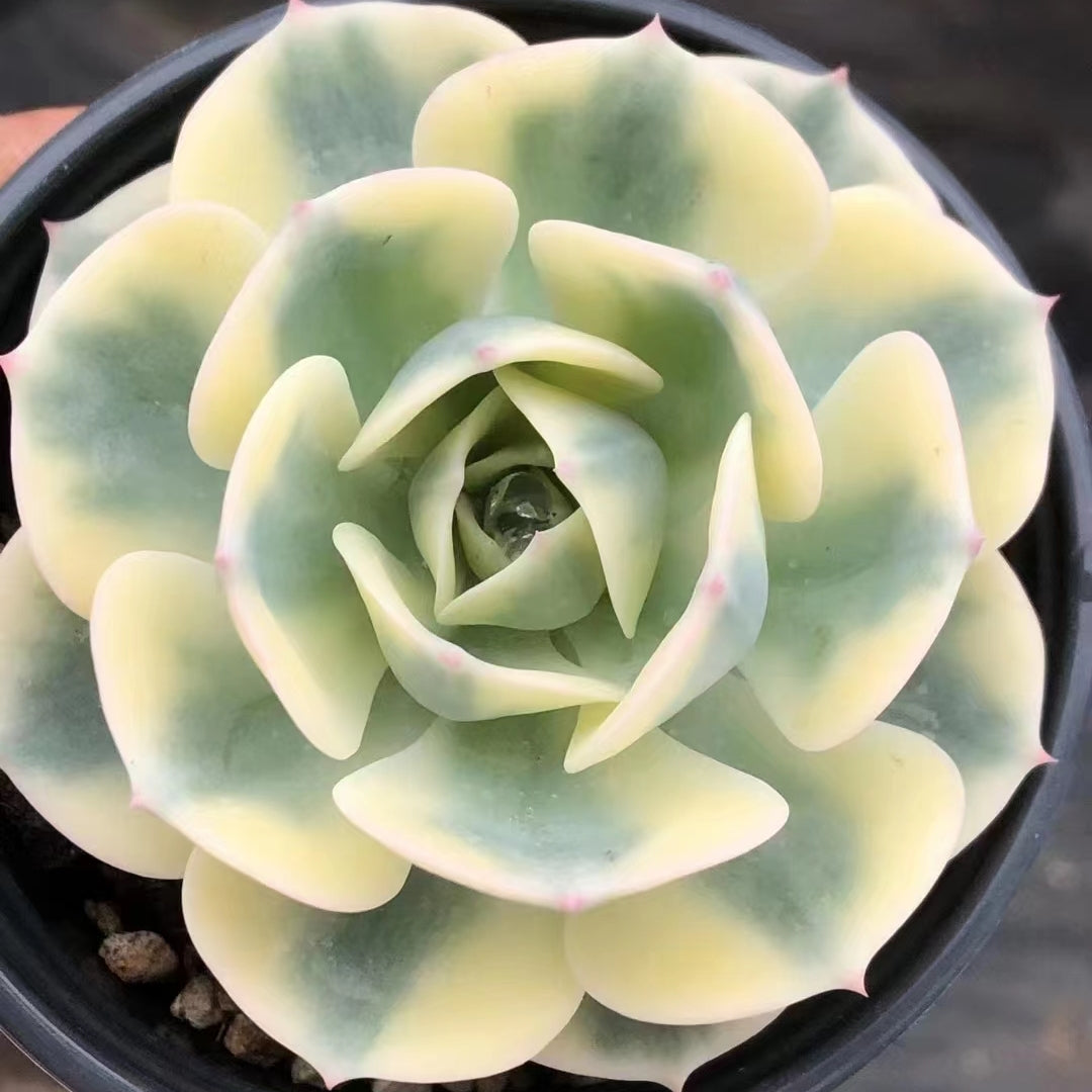 Echeveria secunda variegated 90mm single