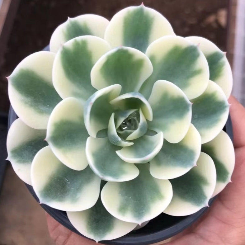 Echeveria secunda variegated 90mm single