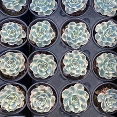 Echeveria secunda variegated 90mm single