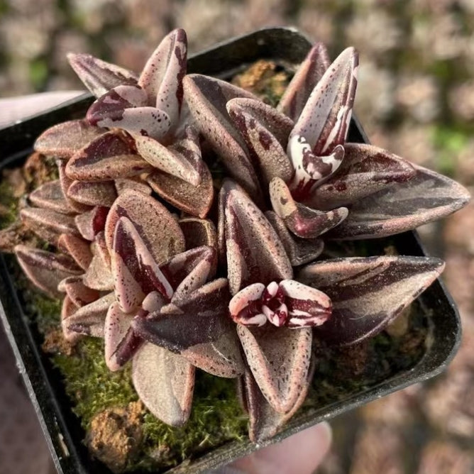 Lenophyllum guttatum variegated 65mm cluste