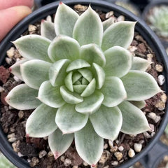 Echeveria‘agavoides gold wax’variegated 65mm single